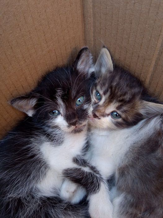 Отдам котят в добрые руки