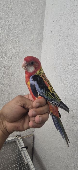 Roselas domesticadas