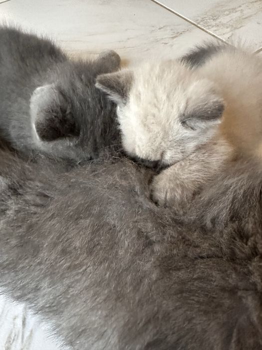 Продаю котики чистокровні