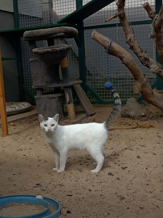 Sushi - uroczy biały kawaler z burą grzywką