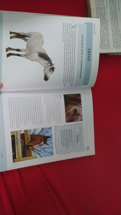 ,, Sekretny język koni"