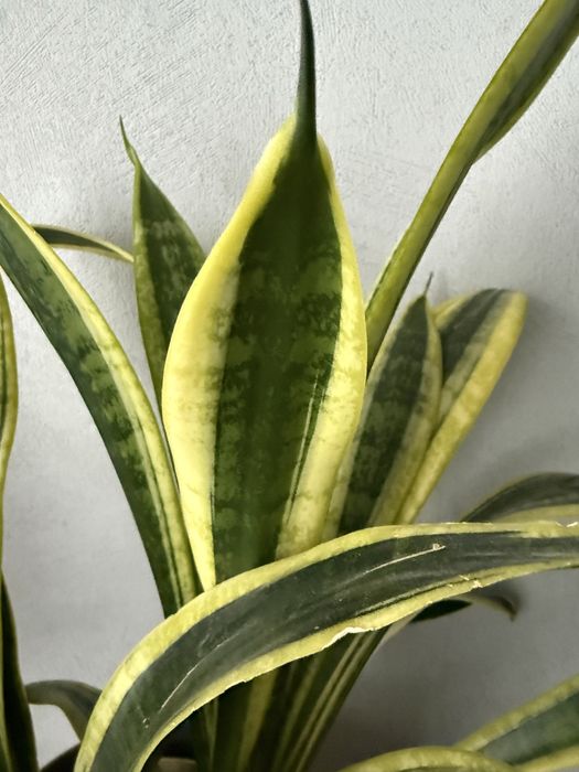 Sansaviera kwiat doniczkowy 30 zl.