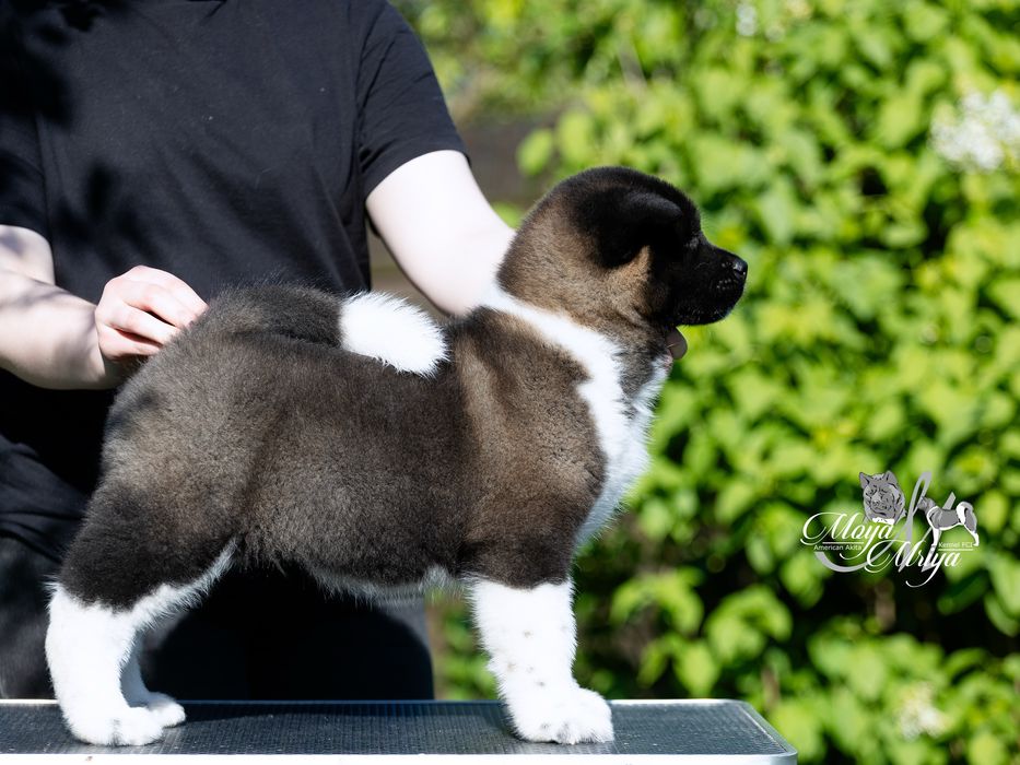 Американскька акіта/ американская акита / american akita