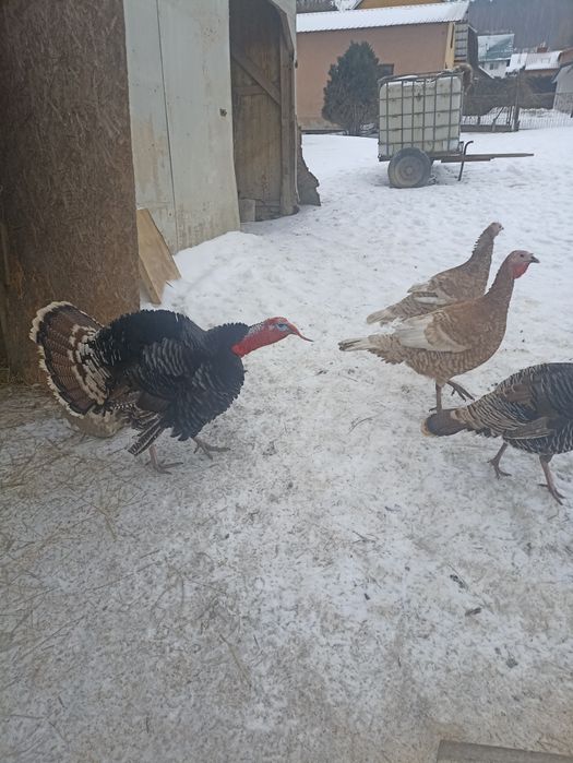 Jaja lęgowe sprzedam