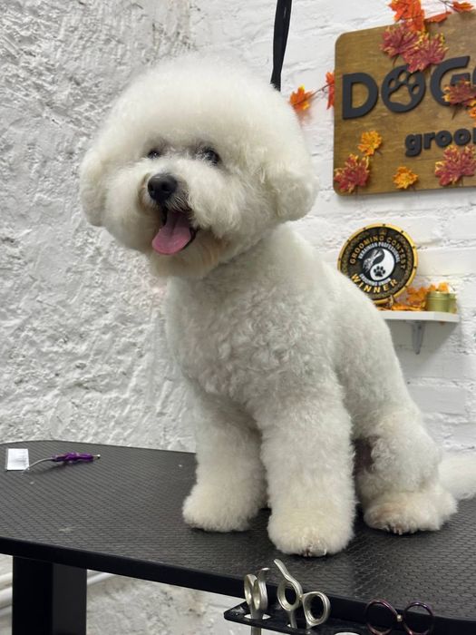 Вязка Бишон-Фризе мальчик