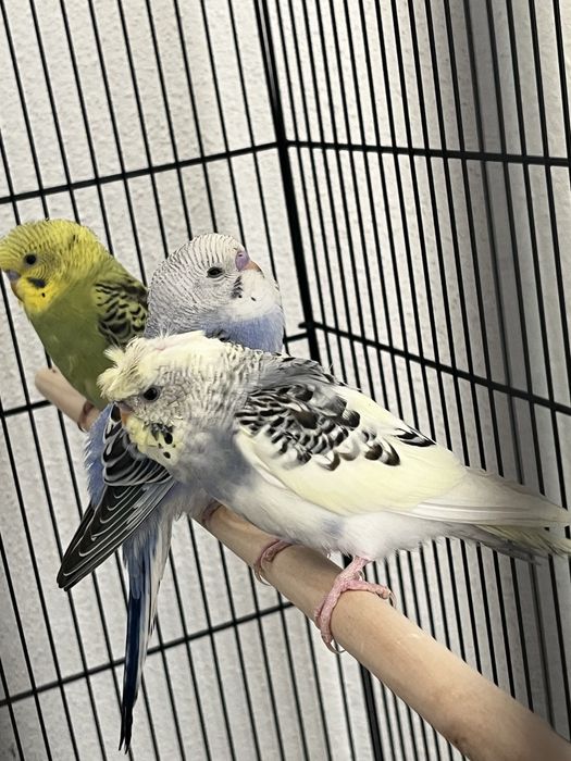 Periquito Australiano