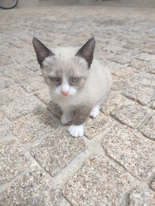 gatinhos para adoção
