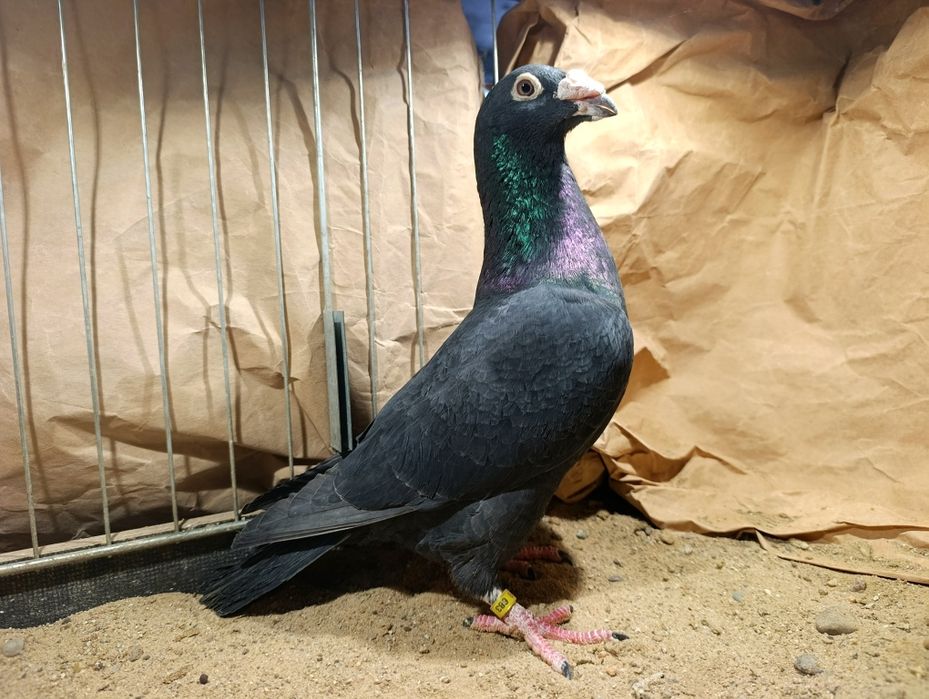 8.Samiec pocztowy staropolski 2024