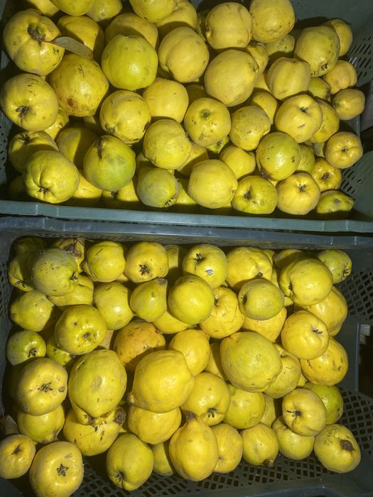 Owoce pigwy , pigwa - wysylka  10 kg