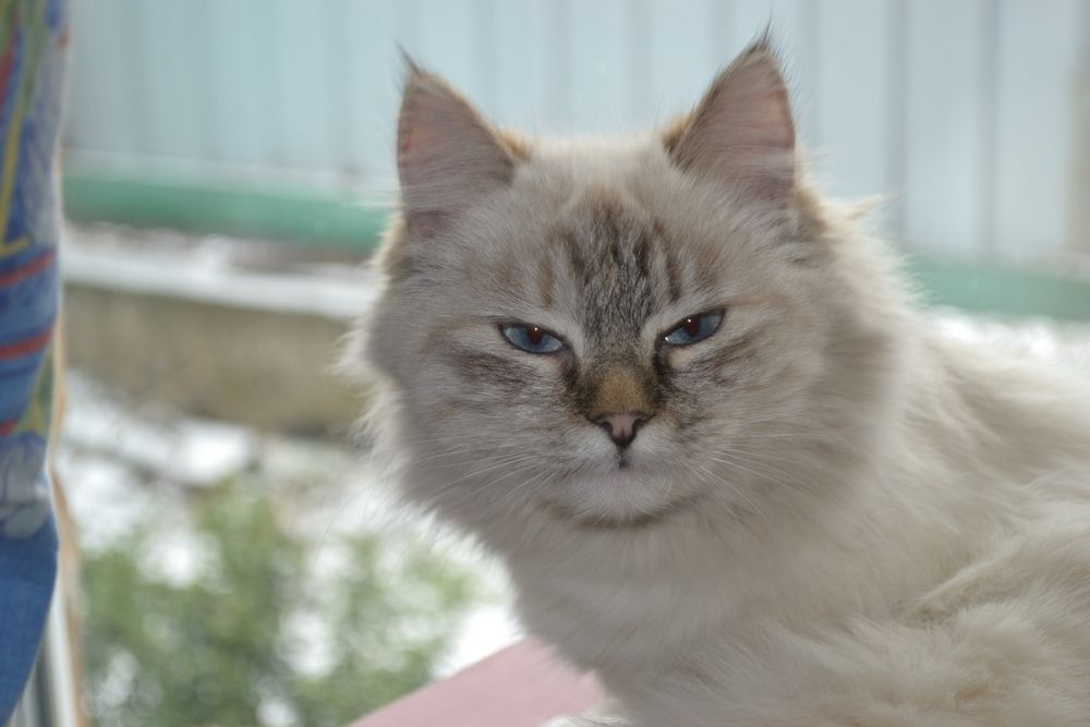 Nikon d3100 17-55
