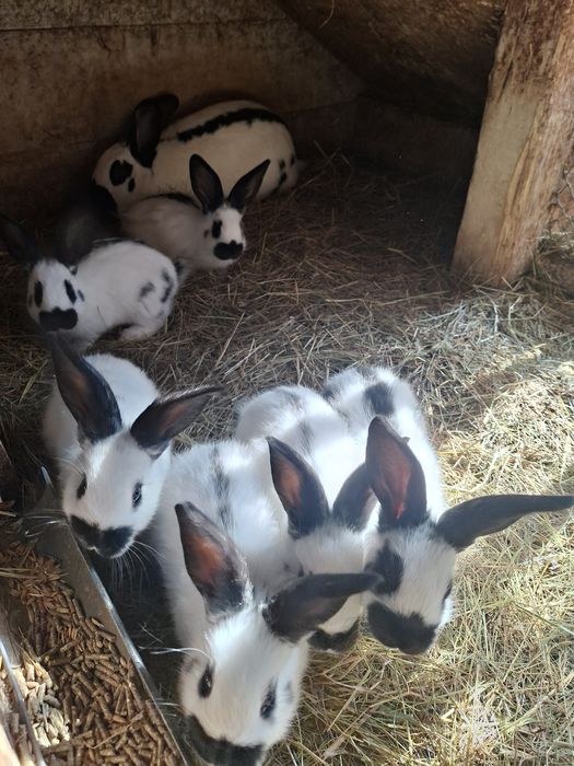 Króliki srokacze niemieckie samce i samice