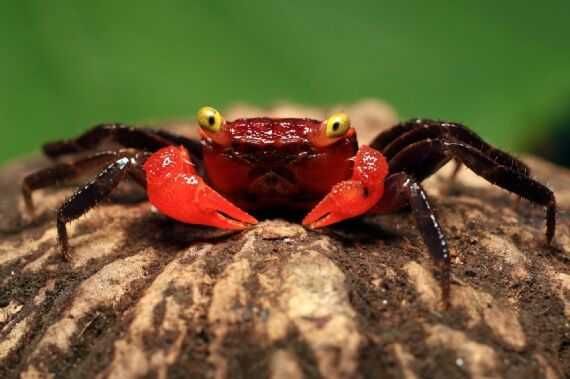 Krab Red Devil (Geosesarma)