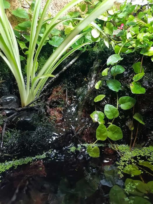 Fantástico Paludário Natural 40cm