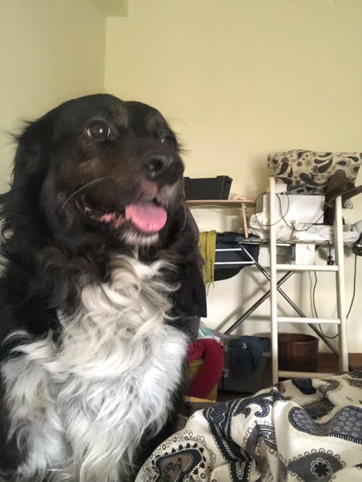 Dog/Pet sitting estadia familiar Lumiar • OLX Portugal