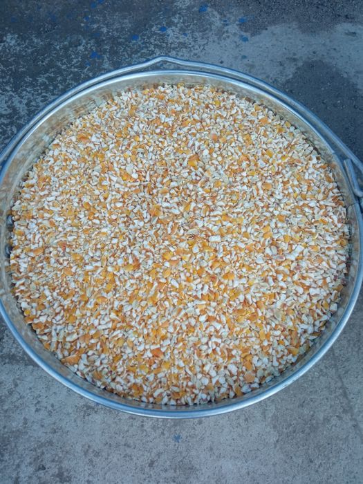 Кукурудза.Пшениця