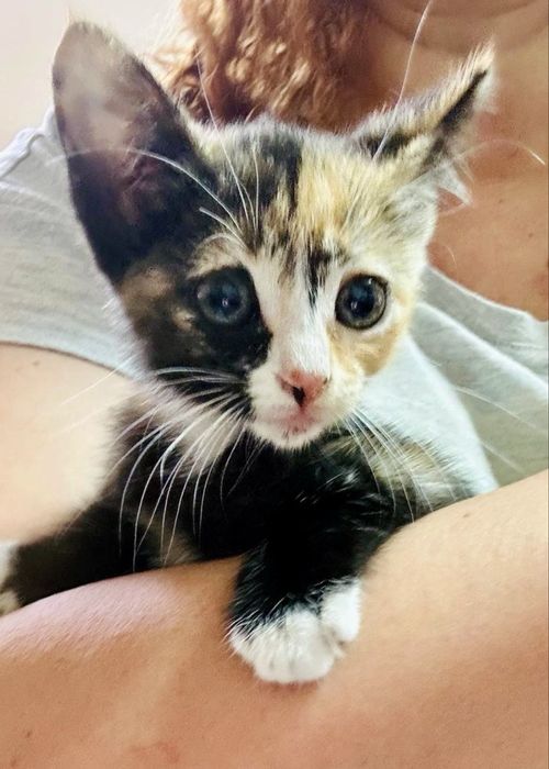 Gata bebé para adoção responsável