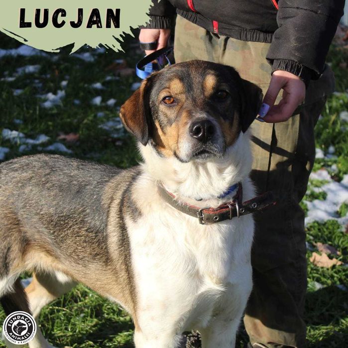 LUCJAN - Sympatyczny psiak czeka na dom
