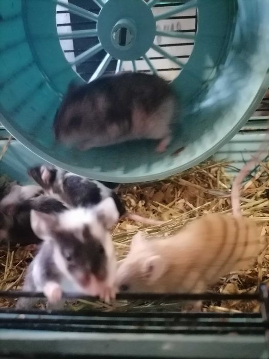 Хомячки, мышки, клетки, корма