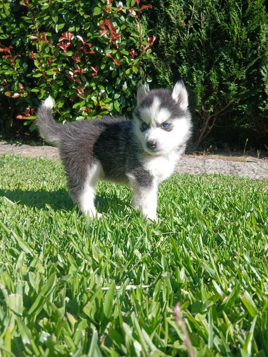 Husky Siberiano Macho
