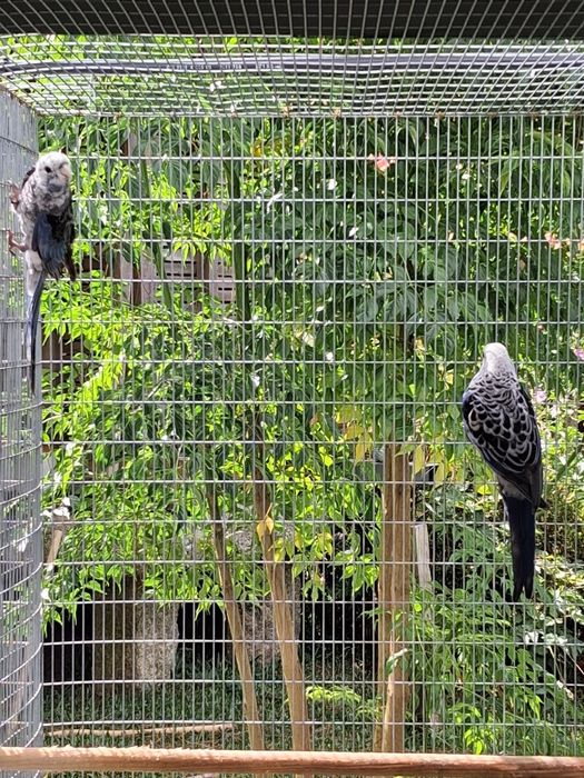 Casais de roselas adultos