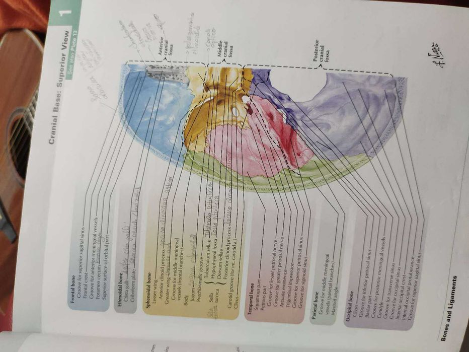 Atlas de anatomia humana