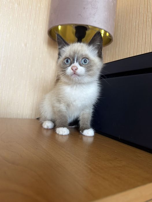 Крошки на ладошку)Шотландцы тут