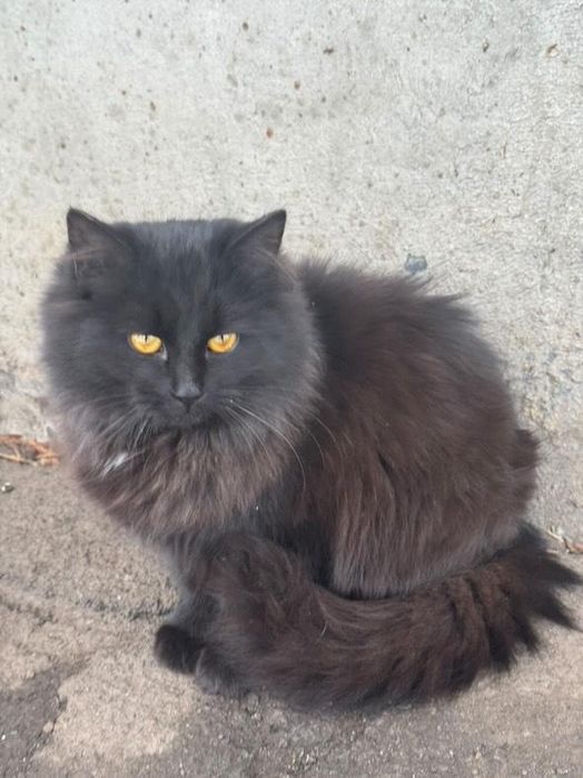 Отдам чёрного пушистого котенка  мальчик, 6 месяцев