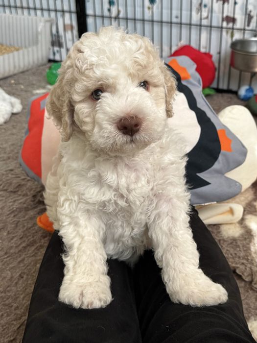 Lagotto Romagnolo- biało-pomarańczowy piesek FCI