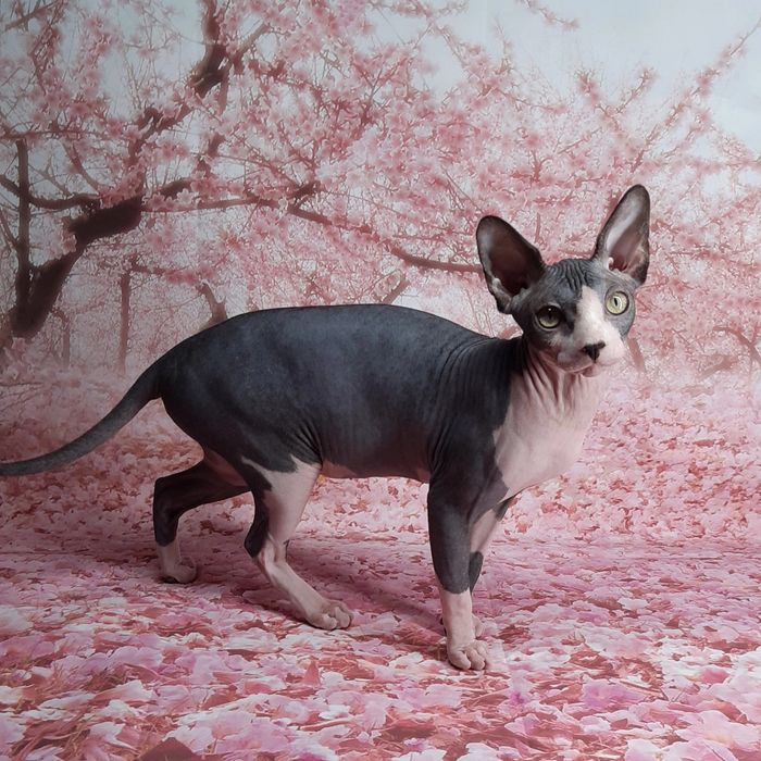 Питомник предлает