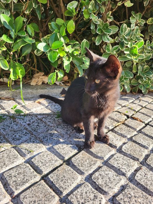 Gatinho para adoção