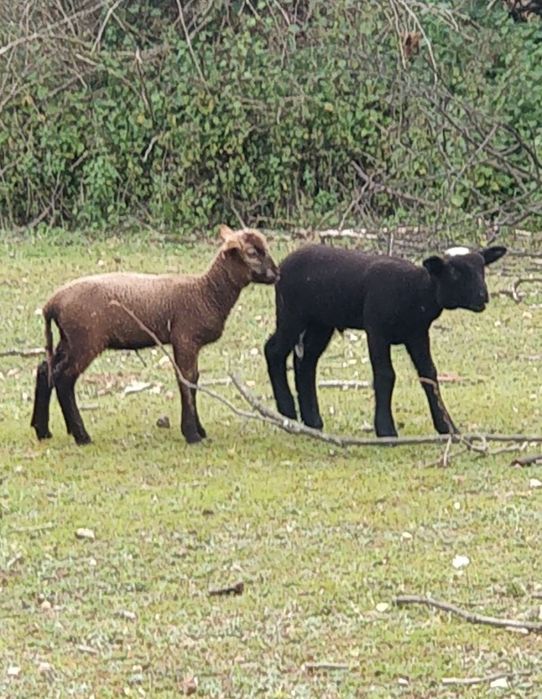 Borregos qualidade para criação