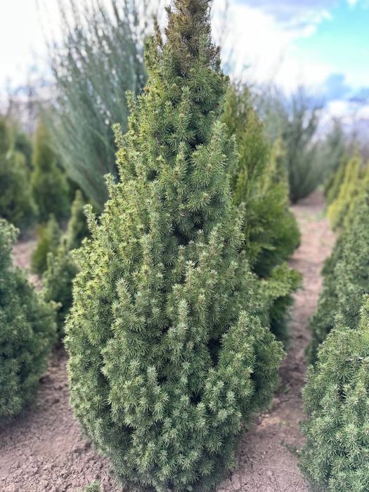 Коніка канадська