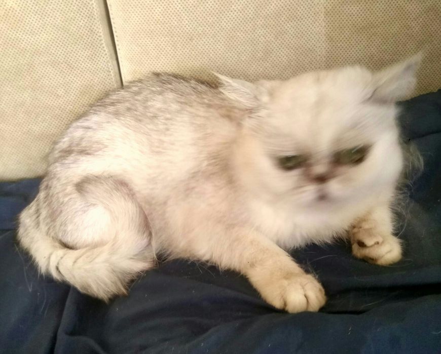 Британська срібляста шиншила