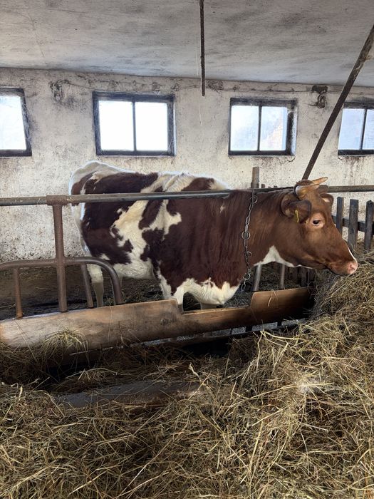 Jałówka wysokocielna HF