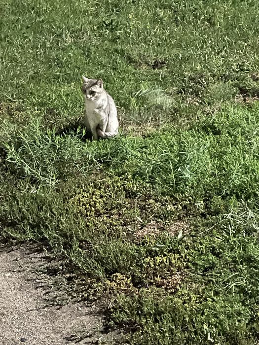 котики в добрые руки БЕСПЛАТНО