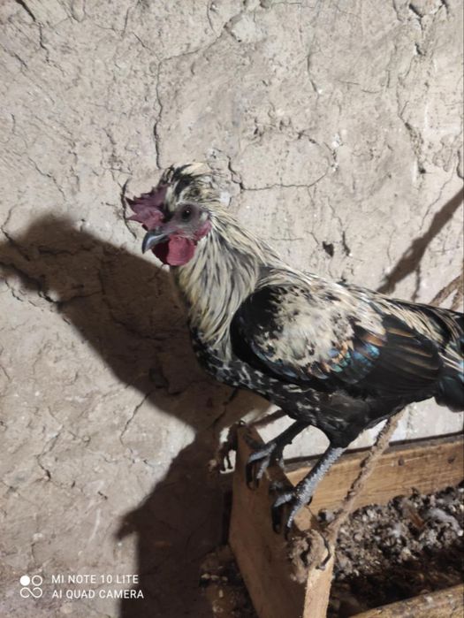 Продам півнів та курочок породи Бентамка