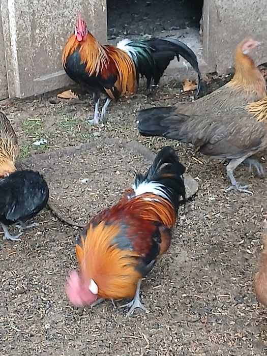 Продам сімью феніксів 1+2.