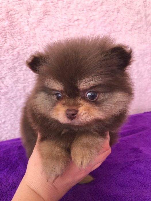 Lulu da Pomerânia Chocolate Macho