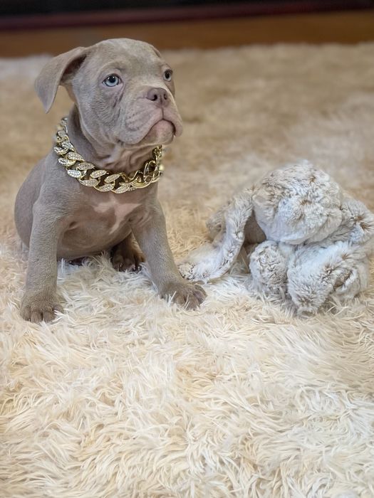 Американський буллі