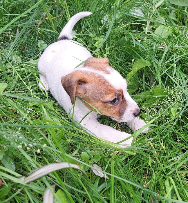 Jack Russell Terrier suczka rodowód