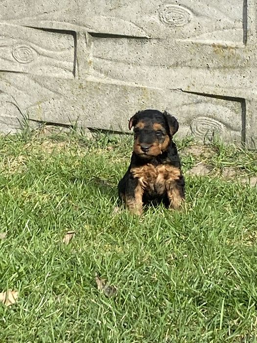 Terier walijski (suczka)