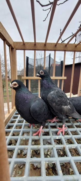 Sprzedam gołębie brodawczaki polskie