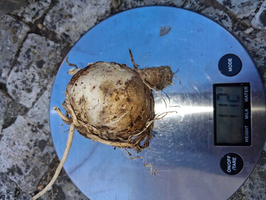 Bolbos Amaryllis Belladonna