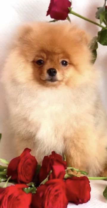 Померанський шпіц хлопчик