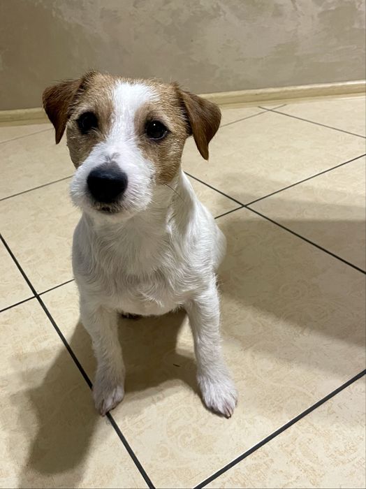 Вязка Джек рассел терьер