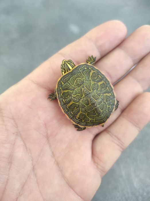 Żółwiki wodno-lądowe promocja