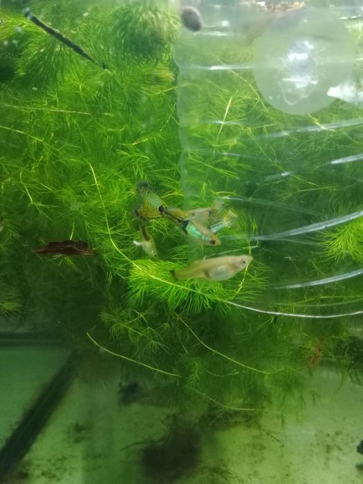 Barbo cereja- criação própria