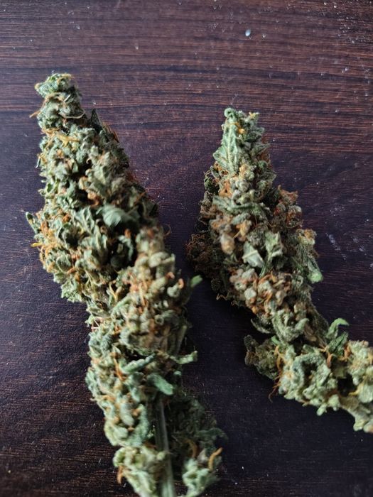 Dowóz 24/7 Mega Skunk Skun 10 gram CBD