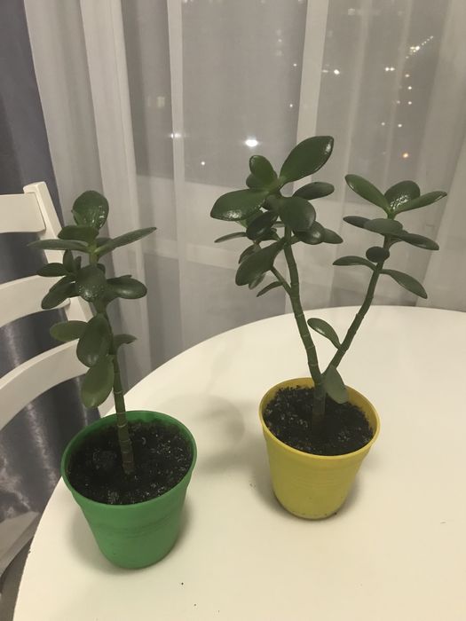 Вазони продам терміново