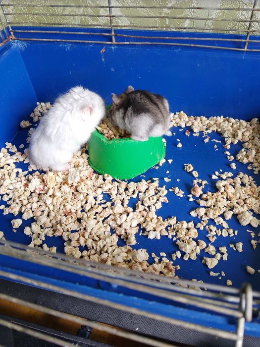 Джунгарскией хомяк